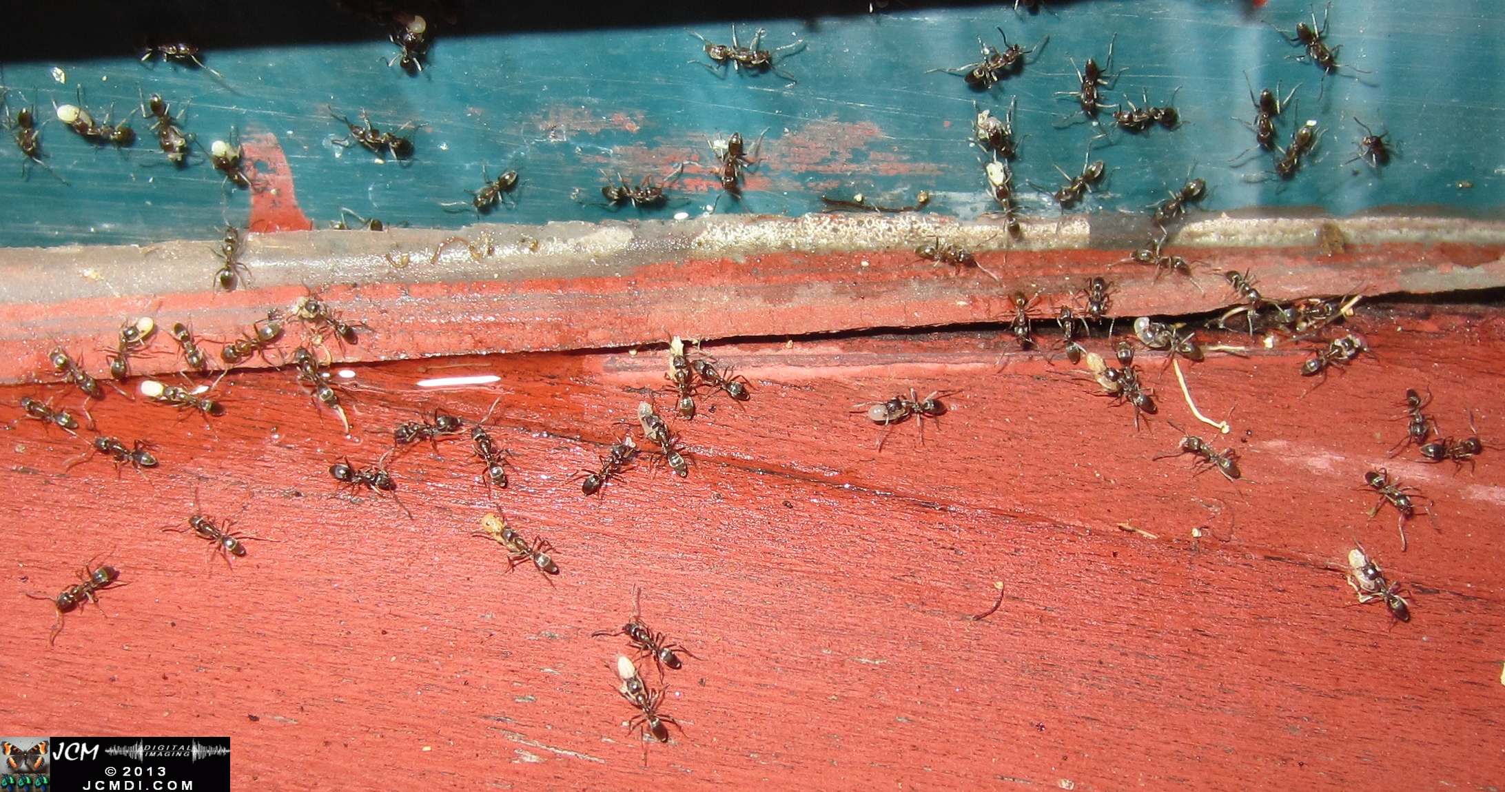 Save the Larvae! Argentine Ants abondoning flooded nest
